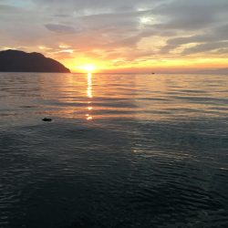 今年初アオリイカ